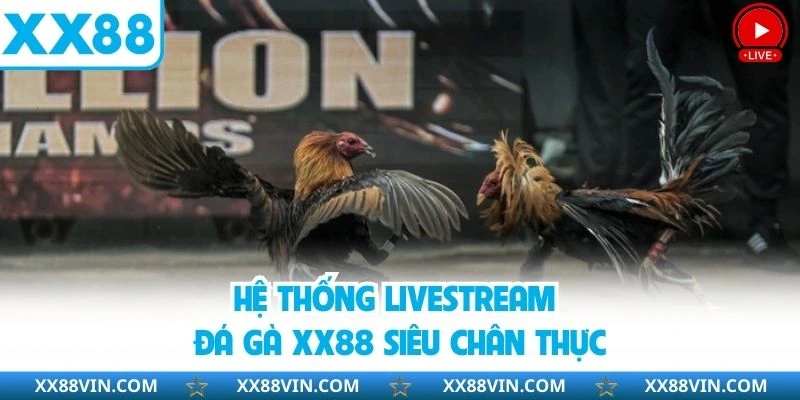 Đá Gà XX88 - Tham Gia Trận Đấu Từ 100+ Chiến Thần Hàng Đầu 2 Hệ thống livestream đá gà XX88 siêu chân thực